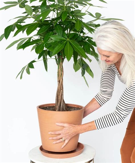 How to Grow and Care for a Money Tree Plant .